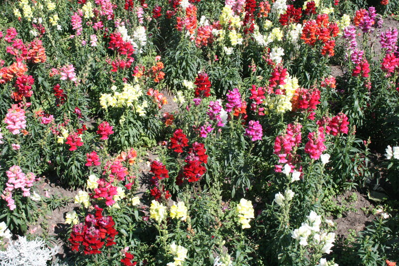 Colorful Snapdragon Flowers — Red, Vibrant