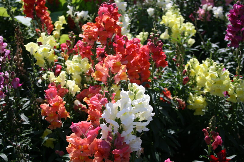 Colorful Snapdragon Flowers — White