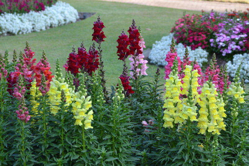 Colorful Snapdragon Flowers — Yellow, Serene