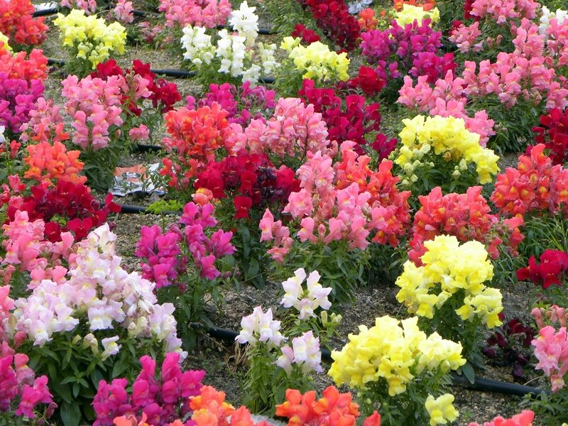 Colorful Snapdragon Flowers — Yellow