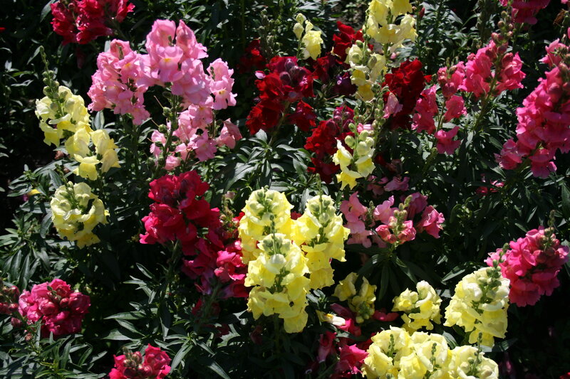 Colorful Snapdragon Flowers — Yellow, Vibrant