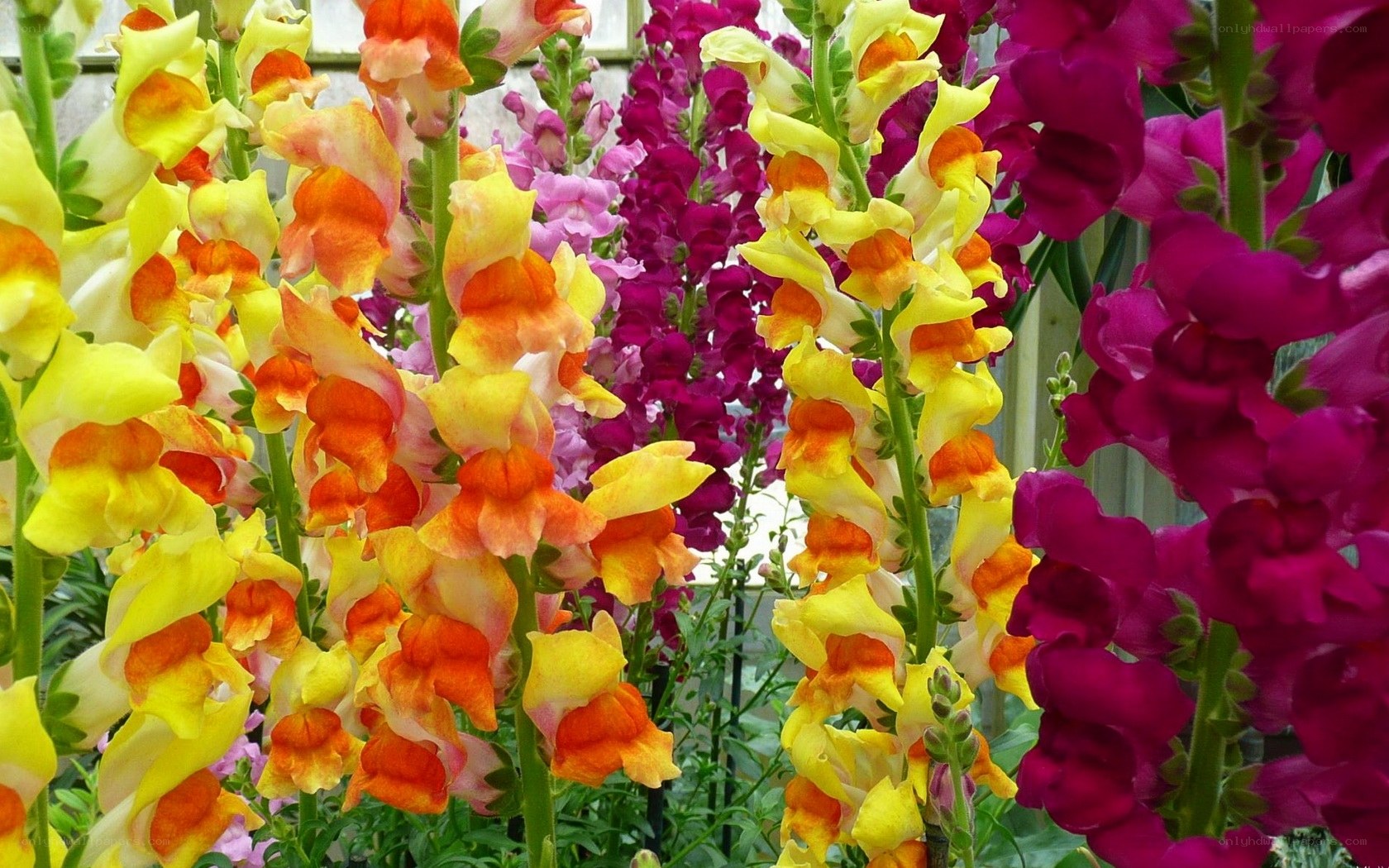 Colorful snapdragon flowers