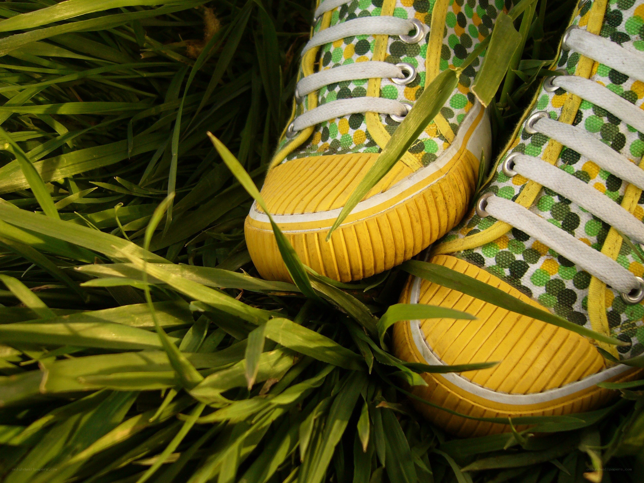 Colorful sneakers in grass