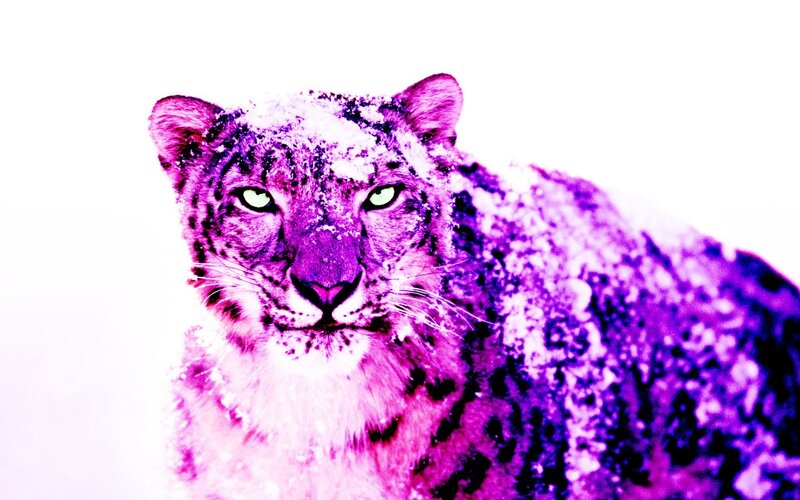 colorful snow leopard portrait