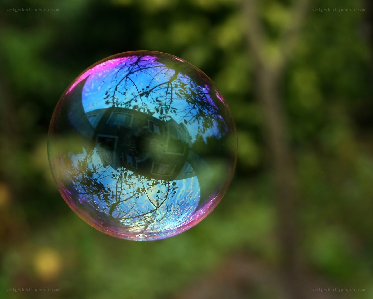 Colorful soap bubble in nature