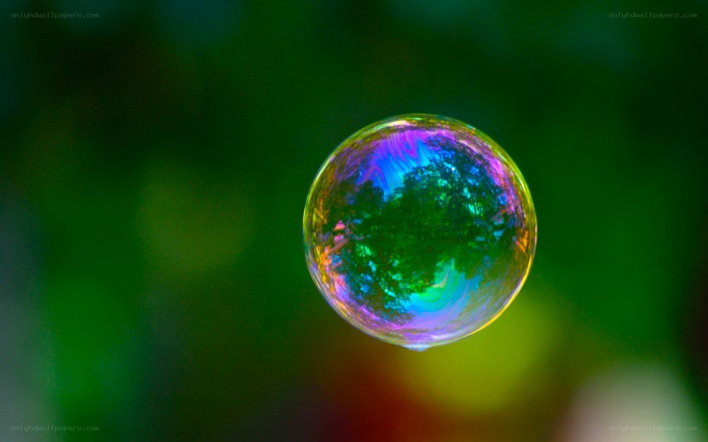 Colorful soap bubble in nature