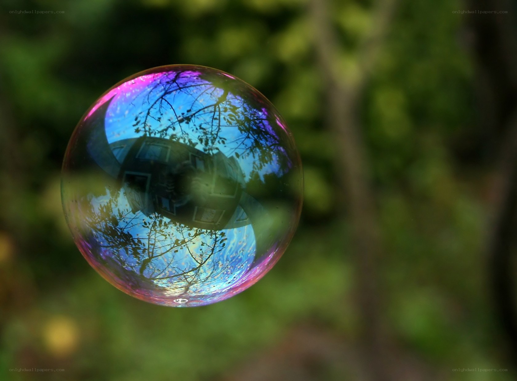Colorful soap bubble in nature