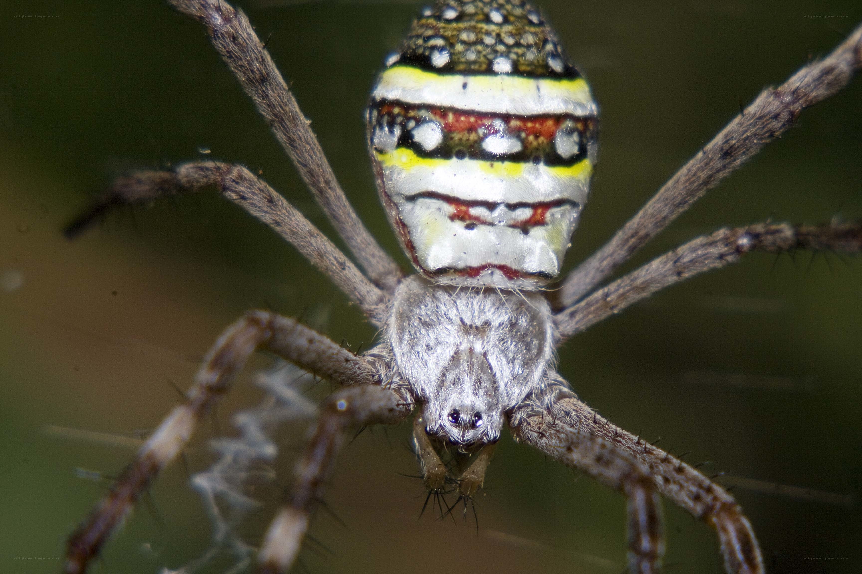colorful spider close-up