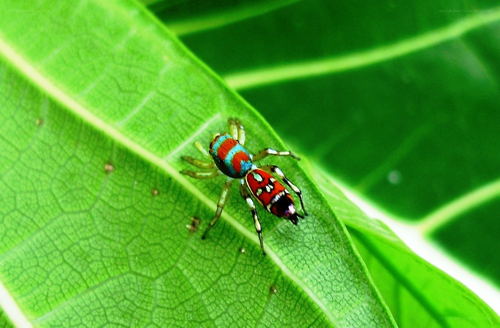 colorful spider on green leaf
