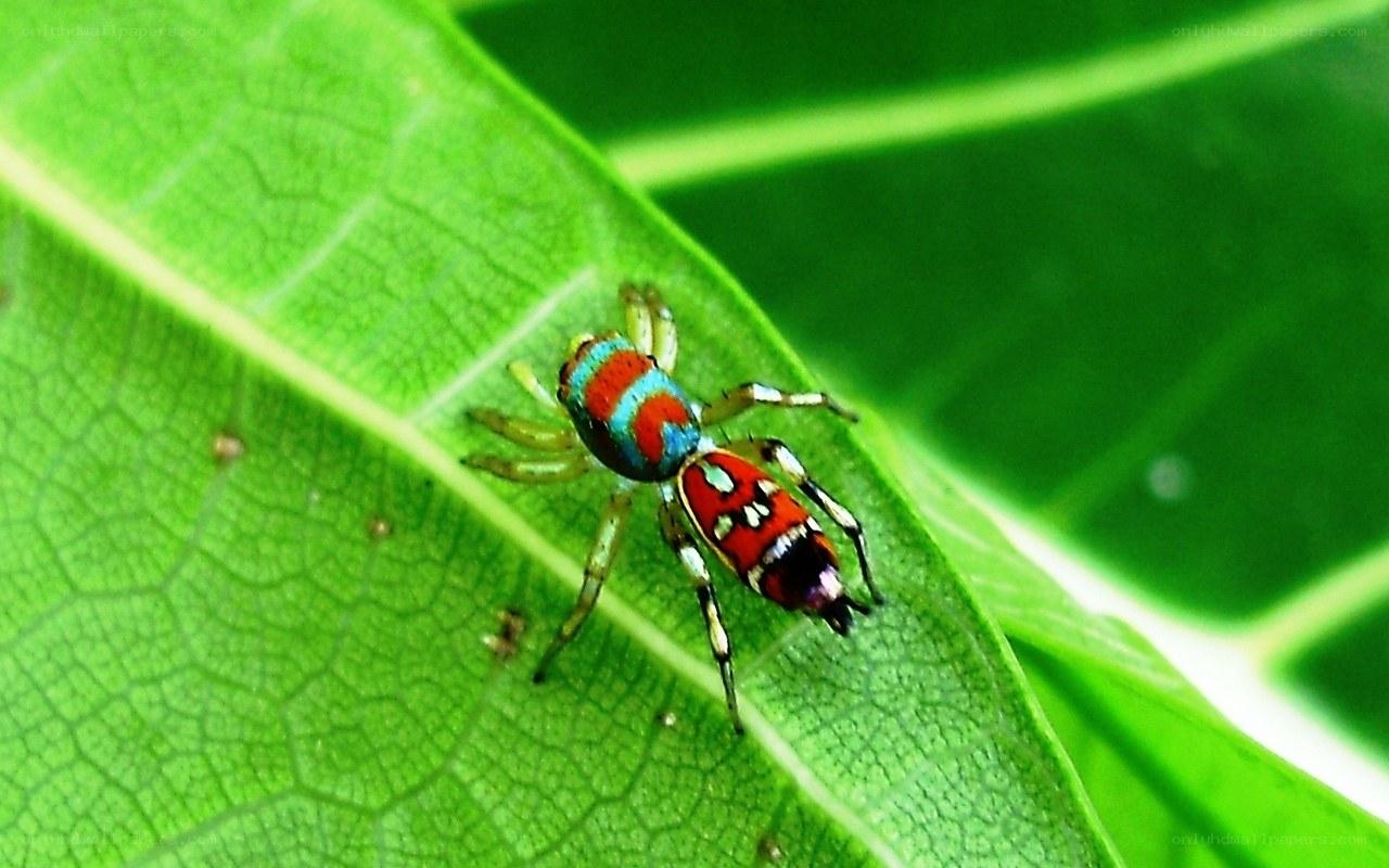 colorful spider on green leaf