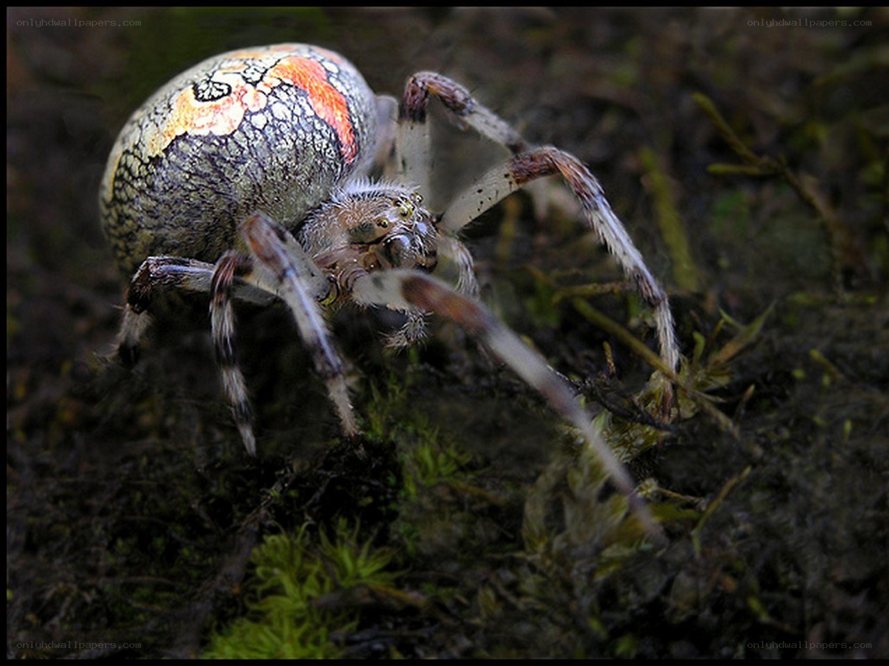 colorful spider on moss