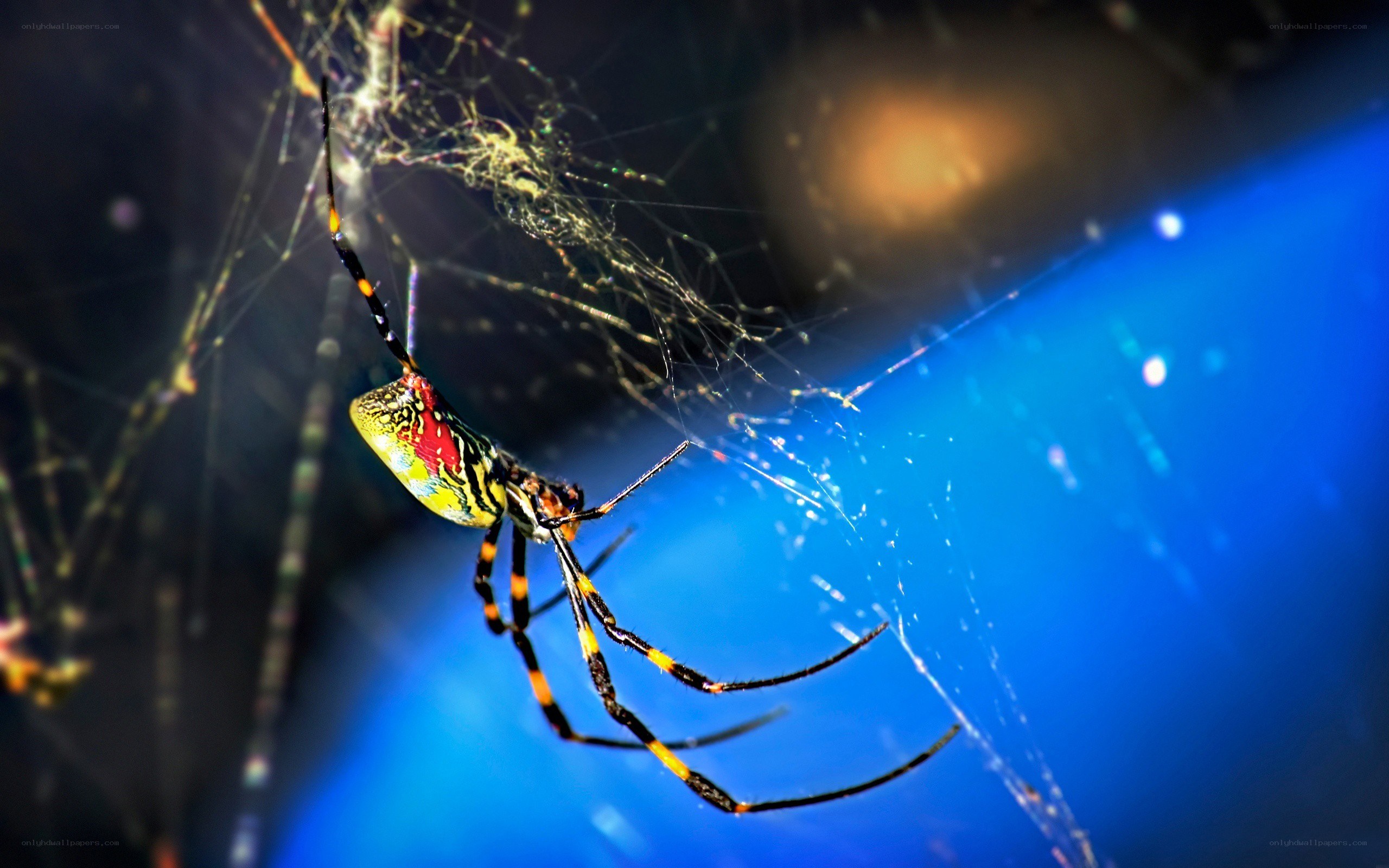 colorful spider on web