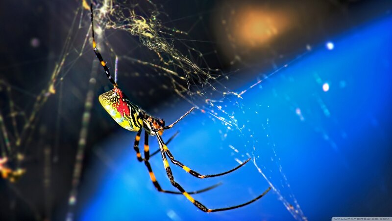 Colorful Spider on Web — Blue, Dramatic
