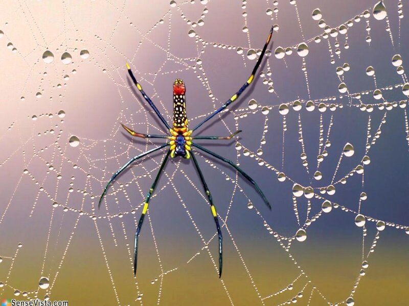 Colorful Spider on Web — Blue