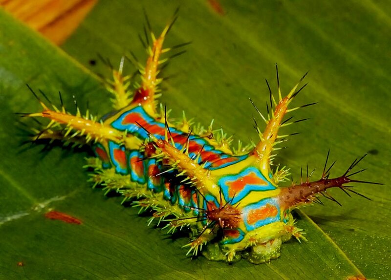 Colorful Spiky Caterpillar