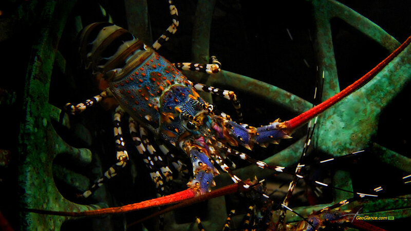 Colorful Spiny Lobster