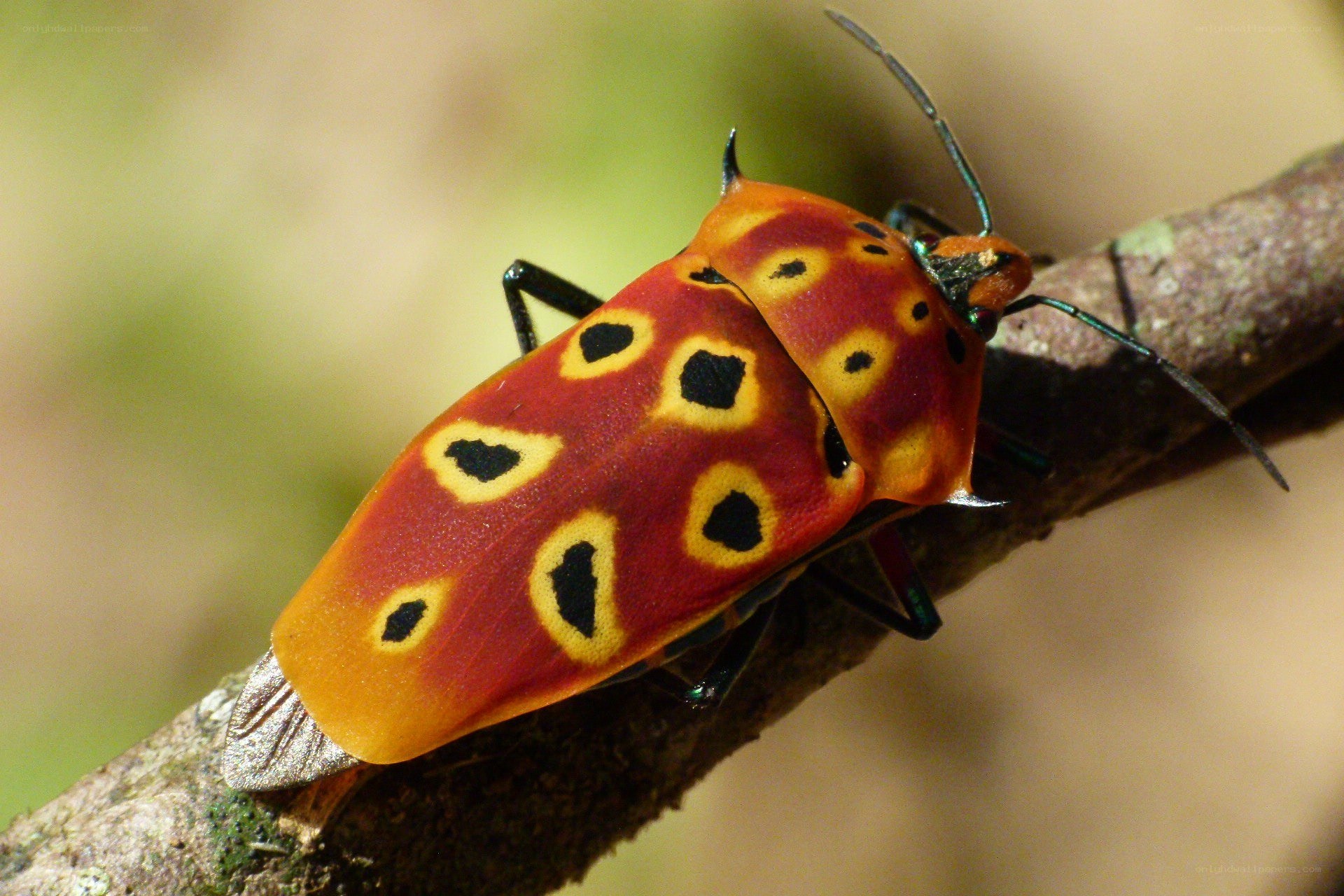 colorful spotted shield bug