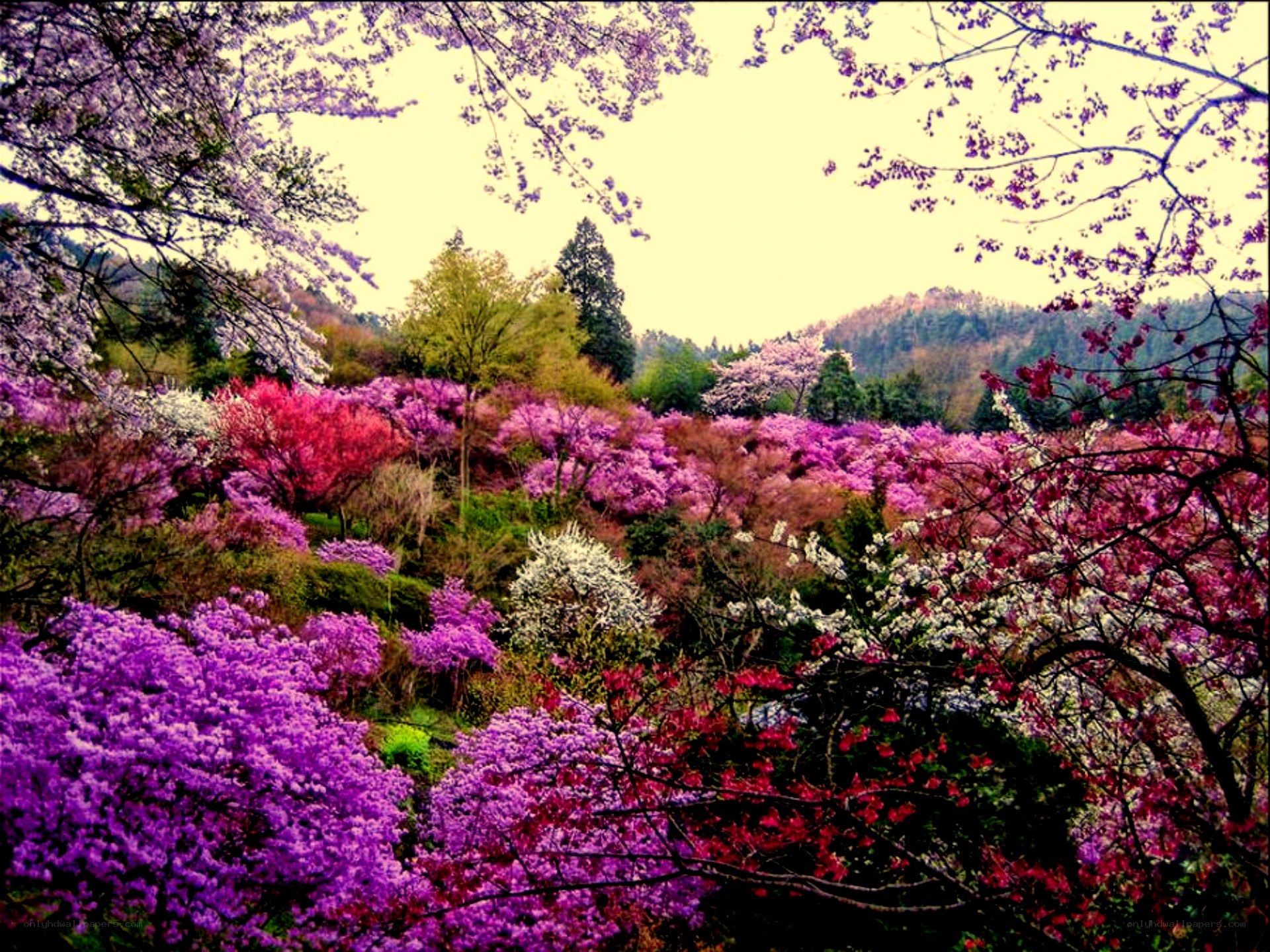 Colorful spring blossoms in a garden