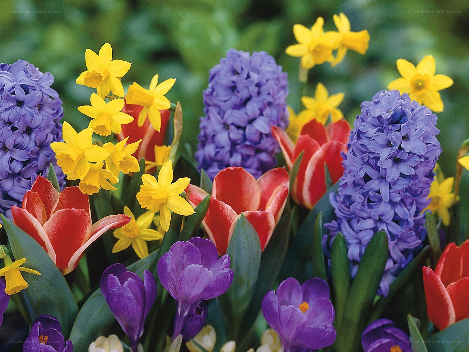 Colorful spring flower arrangement