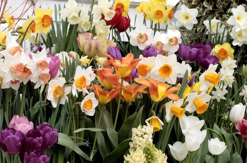 Colorful spring flower arrangement