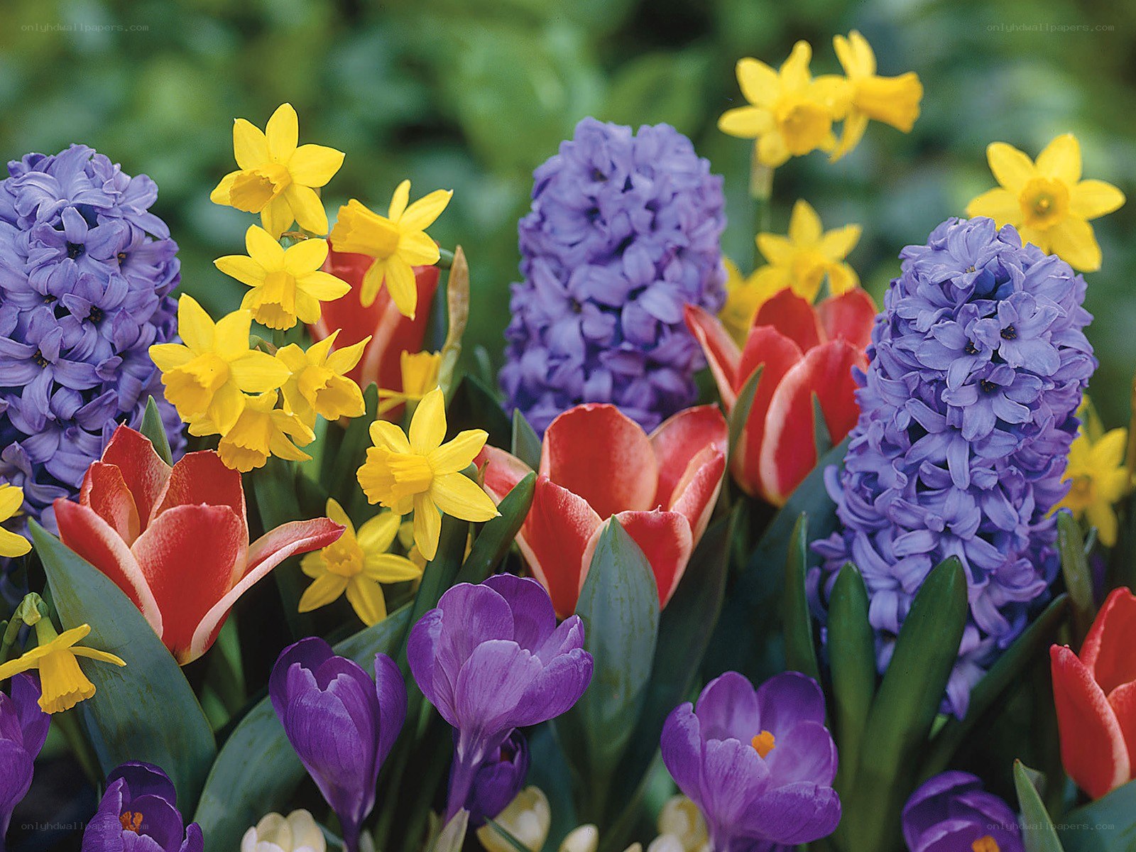 Colorful spring flower bouquet