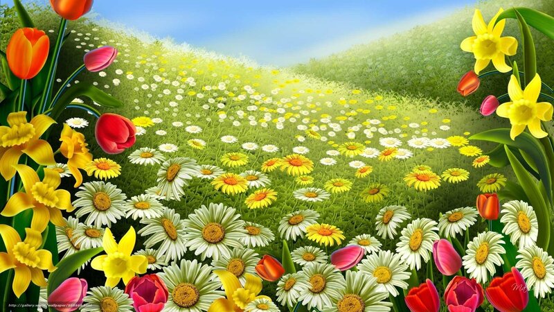 Colorful spring flower field