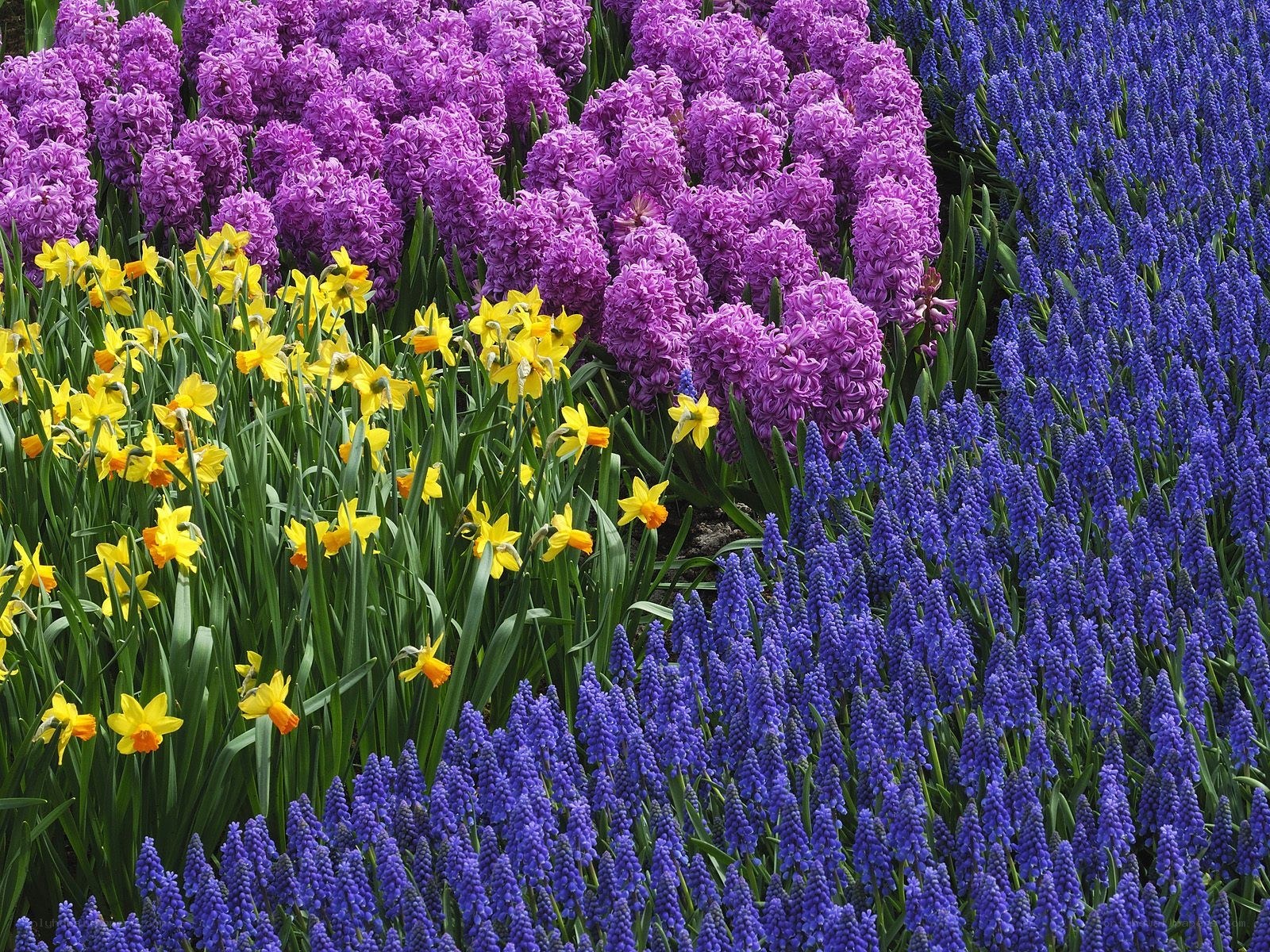 Colorful spring flower garden