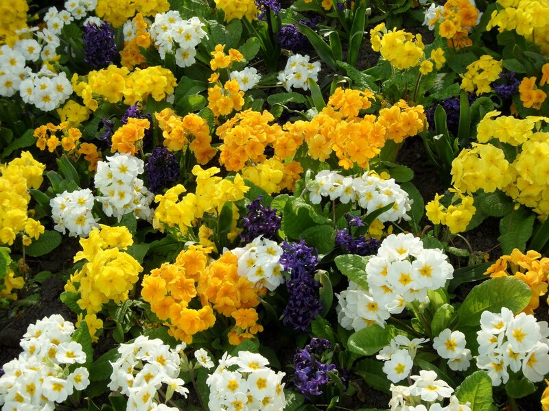 Colorful spring flower garden
