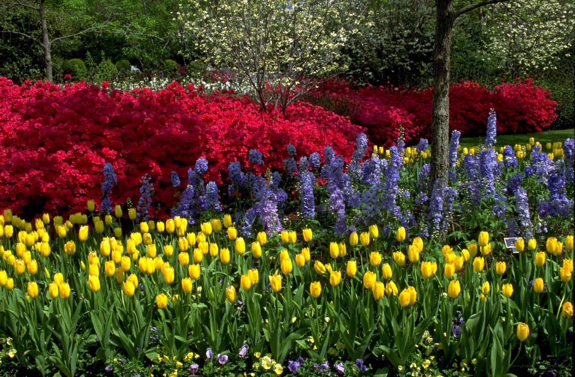 Colorful spring flower garden