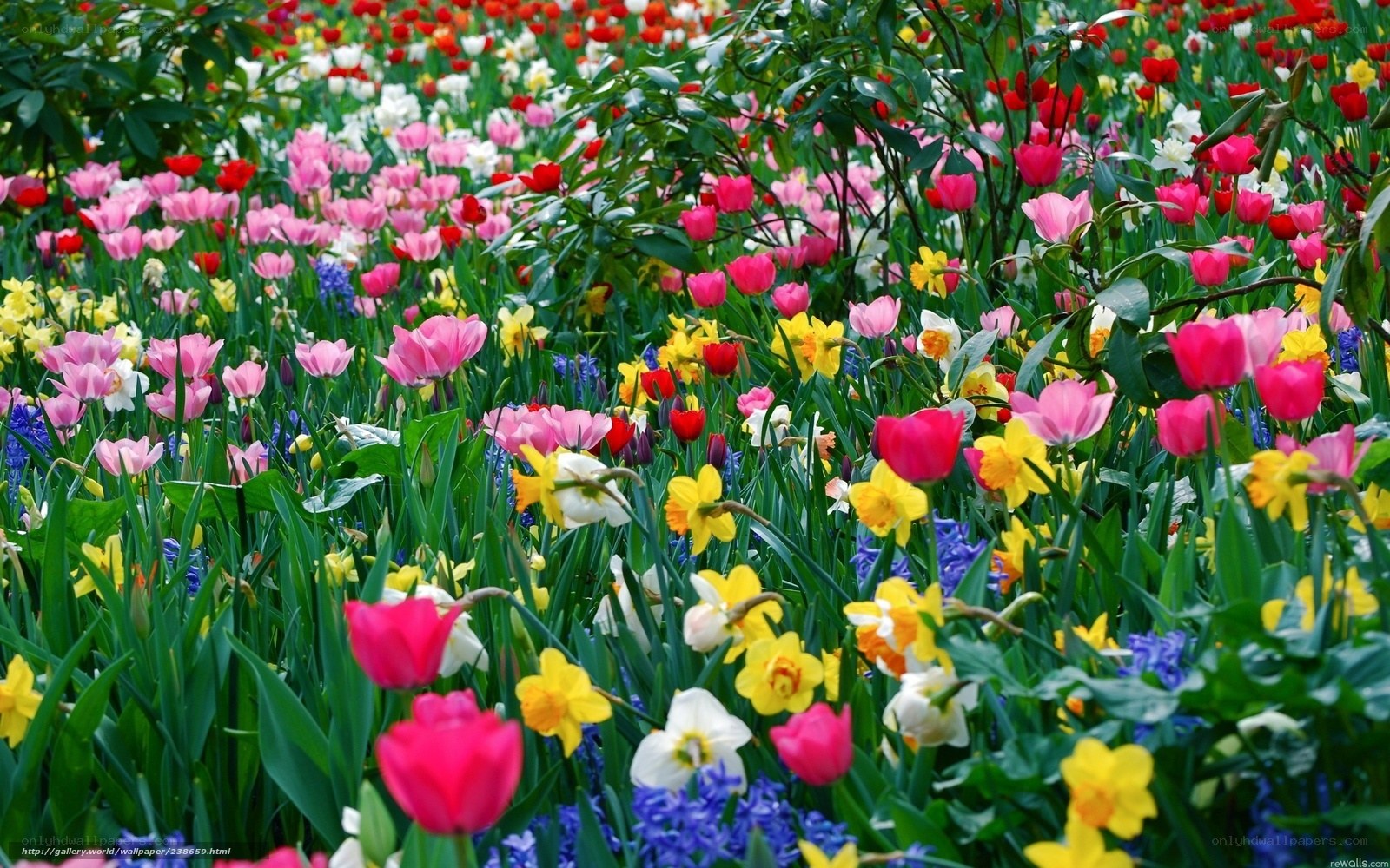 Colorful spring flower garden