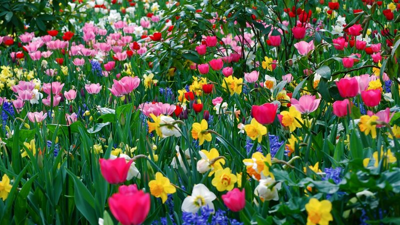 Colorful spring flower garden