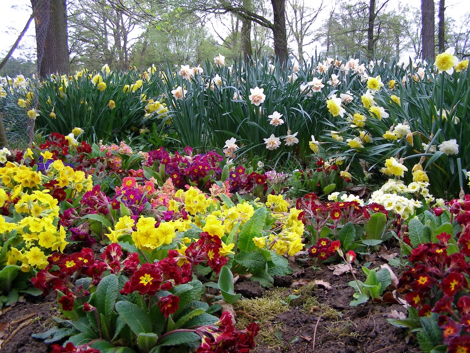 Colorful spring flower garden