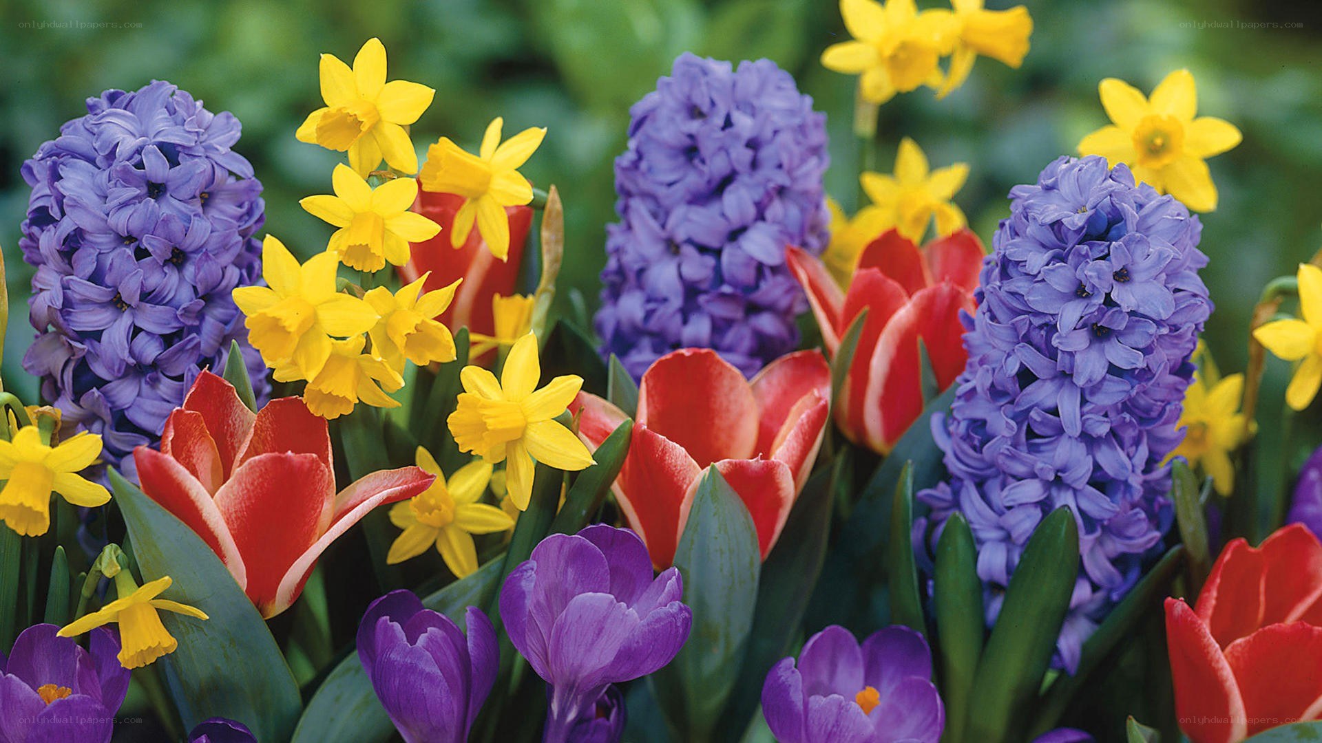 Colorful spring flowers