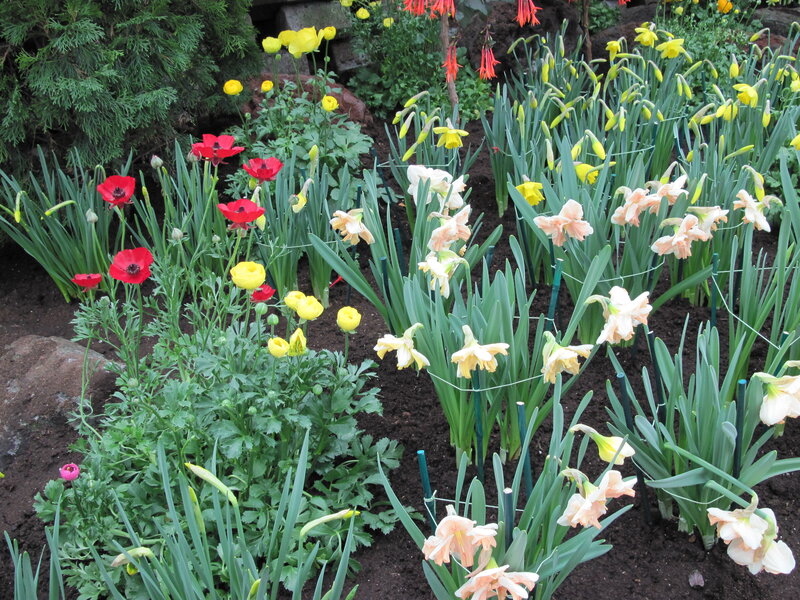 Colorful Spring Flowers — Green