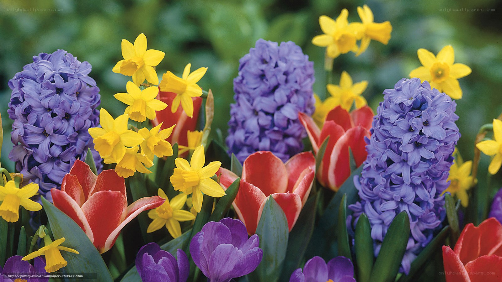 Colorful spring flowers in bloom
