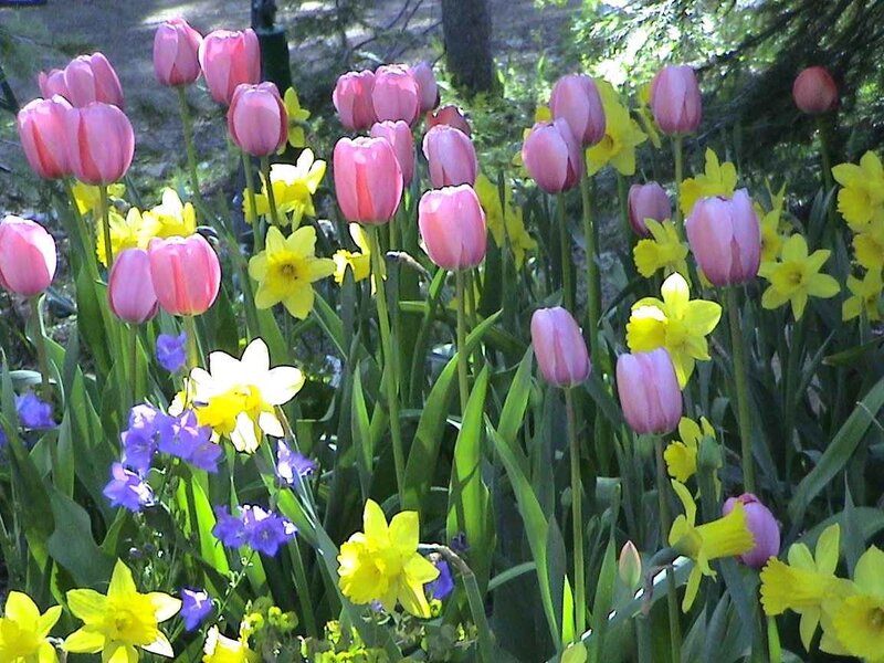 Colorful spring flowers in garden