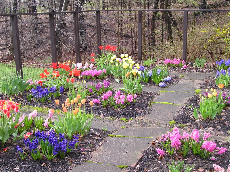 Colorful Spring Flowers — Pink, Serene