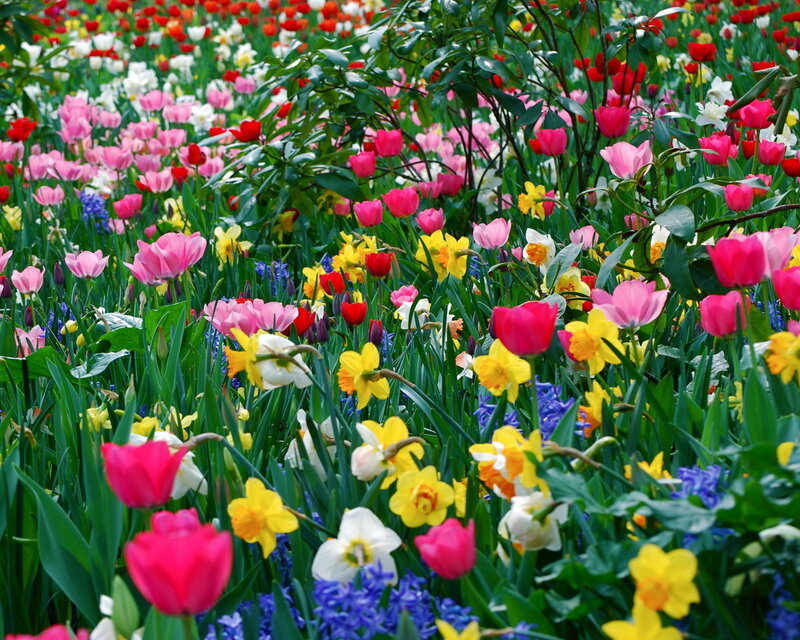 Colorful Spring Flowers — Pink