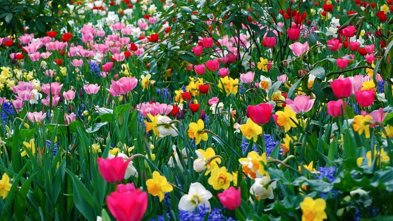 Colorful Spring Flowers — Pink, Vibrant, Photograph