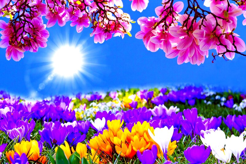 Colorful Spring Flowers — Purple, Bright