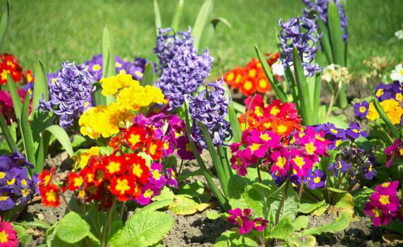 Colorful Spring Flowers — Purple