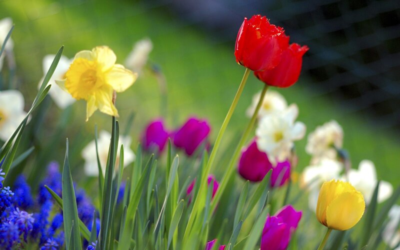 Colorful Spring Flowers — Red, Serene, Photograph