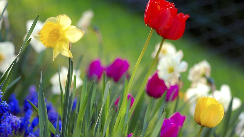 Colorful Spring Flowers — Red, Serene