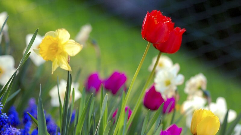 Colorful Spring Flowers — Red