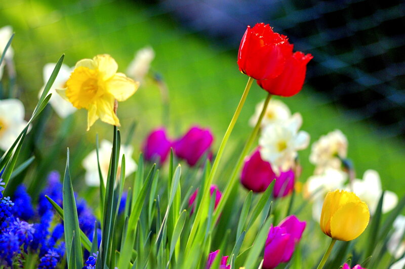 Colorful Spring Flowers — Red, Vibrant, Photograph