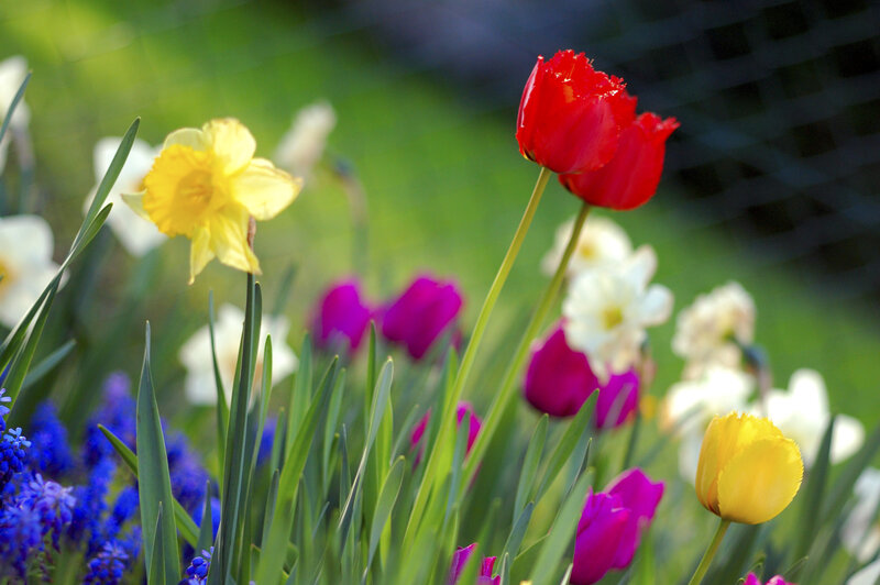 Colorful Spring Flowers — Red, Vibrant, Photograph, Tulips, Daffodils, Grasses
