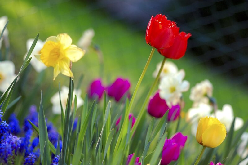 Colorful Spring Flowers — Red, Vibrant, Photograph, Tulips