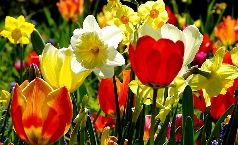 Colorful Spring Flowers — Red, Vibrant