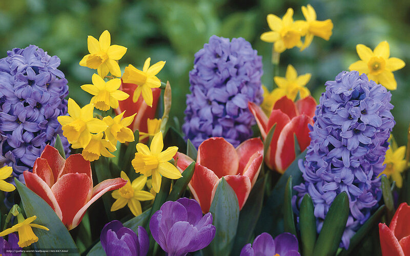 Colorful spring flowers