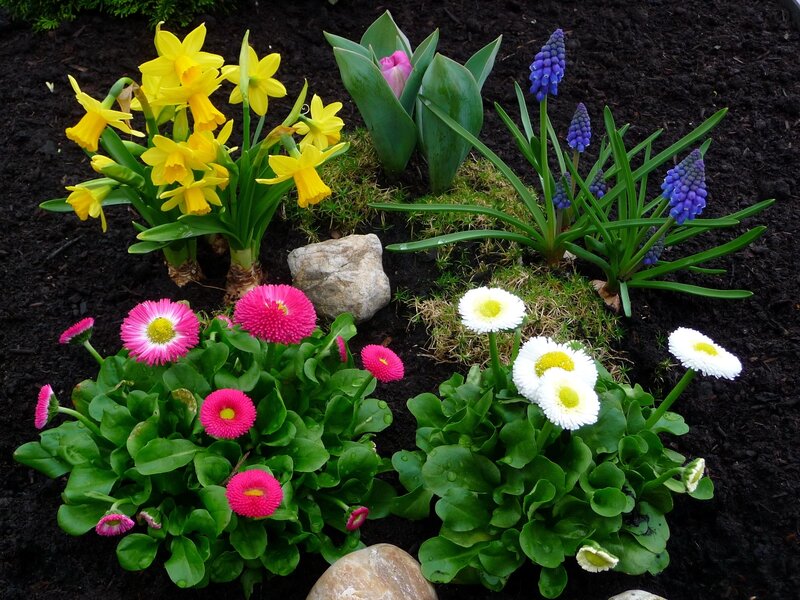 Colorful Spring Flowers — Yellow, Bright, Photograph, Daffodils